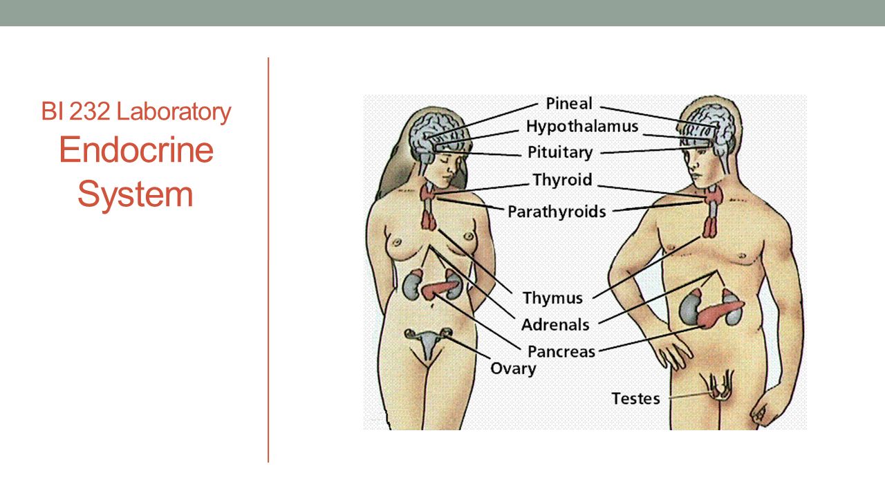 Bi 232 Laboratory Endocrine System Comparison Of Endocrine And Exocrine Glands Endocrine Glands Secrete Products Hormones Into Bloodstream Pituitary Ppt Download Bi 232 Laboratory Endocrine System Comparison Of Endocrine And Exocrine Glands Endocrine Glands Secrete Products Hormones Into Bloodstream Pituitary Ppt Download
