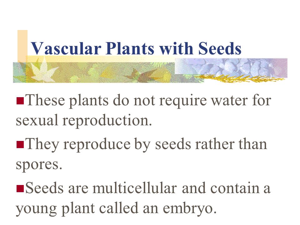 Vascular Plants With Seeds These Plants Do Not Require Water For Sexual Reproduction They Reproduce By Seeds Rather Than Spores Seeds Are Multicellular Ppt Download Vascular Plants With Seeds These Plants Do Not Require Water For Sexual Reproduction They Reproduce By Seeds Rather Than Spores Seeds Are Multicellular Ppt Download