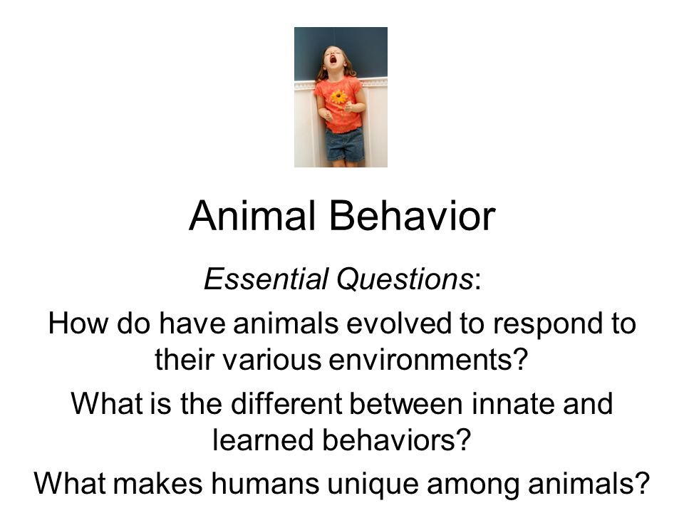 Animal Behavior Essential Questions: How do have animals evolved to respond  to their various environments? What is the different between innate and  learned. - ppt download