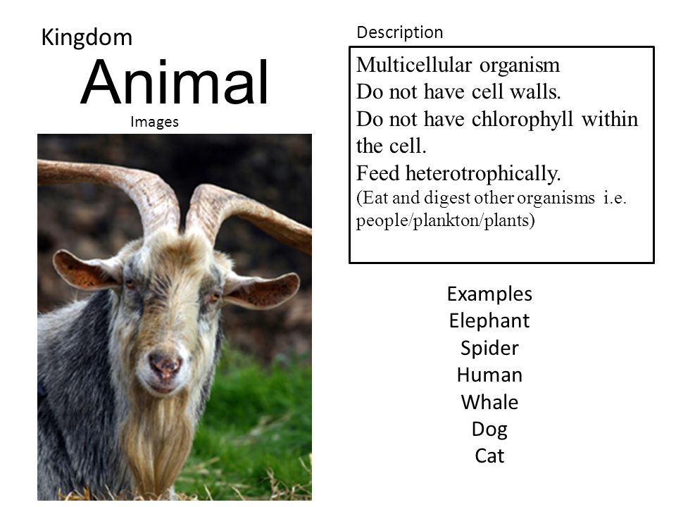 Animal Kingdom Images Description Multicellular organism Do not have cell walls. Do not have chlorophyll within the cell. Feed heterotrophically. (Eat. - ppt download Animal Kingdom Images Description Multicellular organism Do not have cell walls. Do not have chlorophyll within the cell. Feed heterotrophically. (Eat. - ppt download