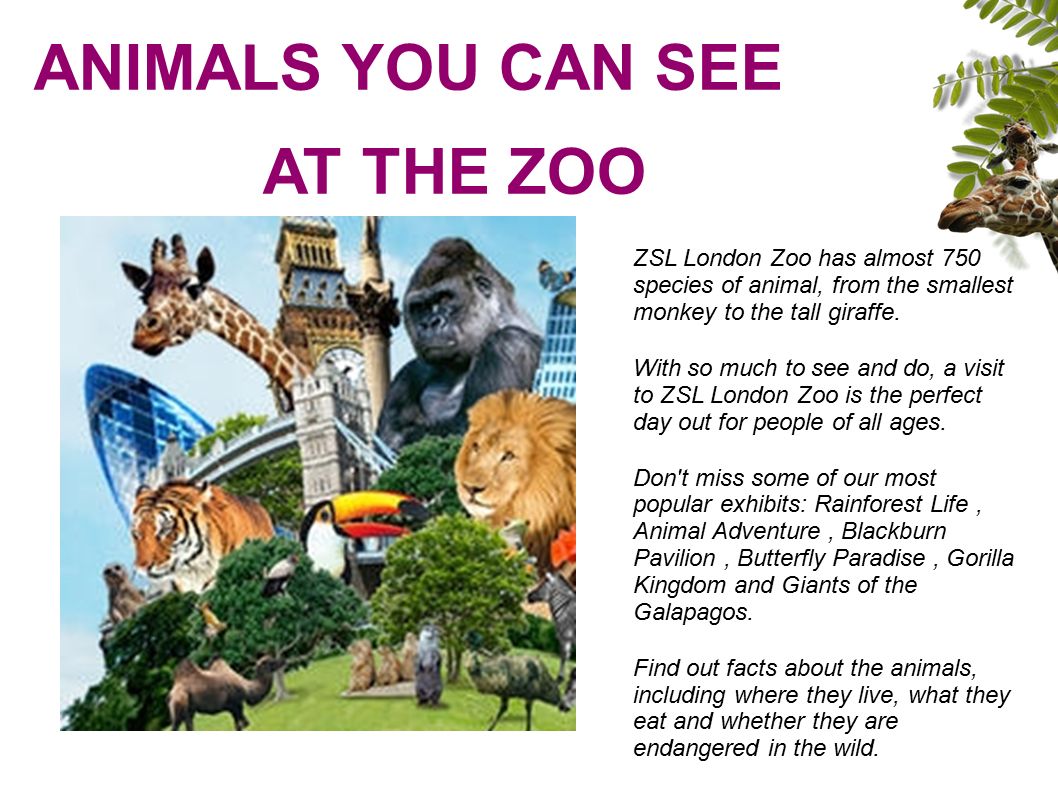 ANIMALS YOU CAN SEE AT THE ZOO ZSL London Zoo has almost 750 species of  animal, from the smallest monkey to the tall giraffe. With so much to see  and do, -