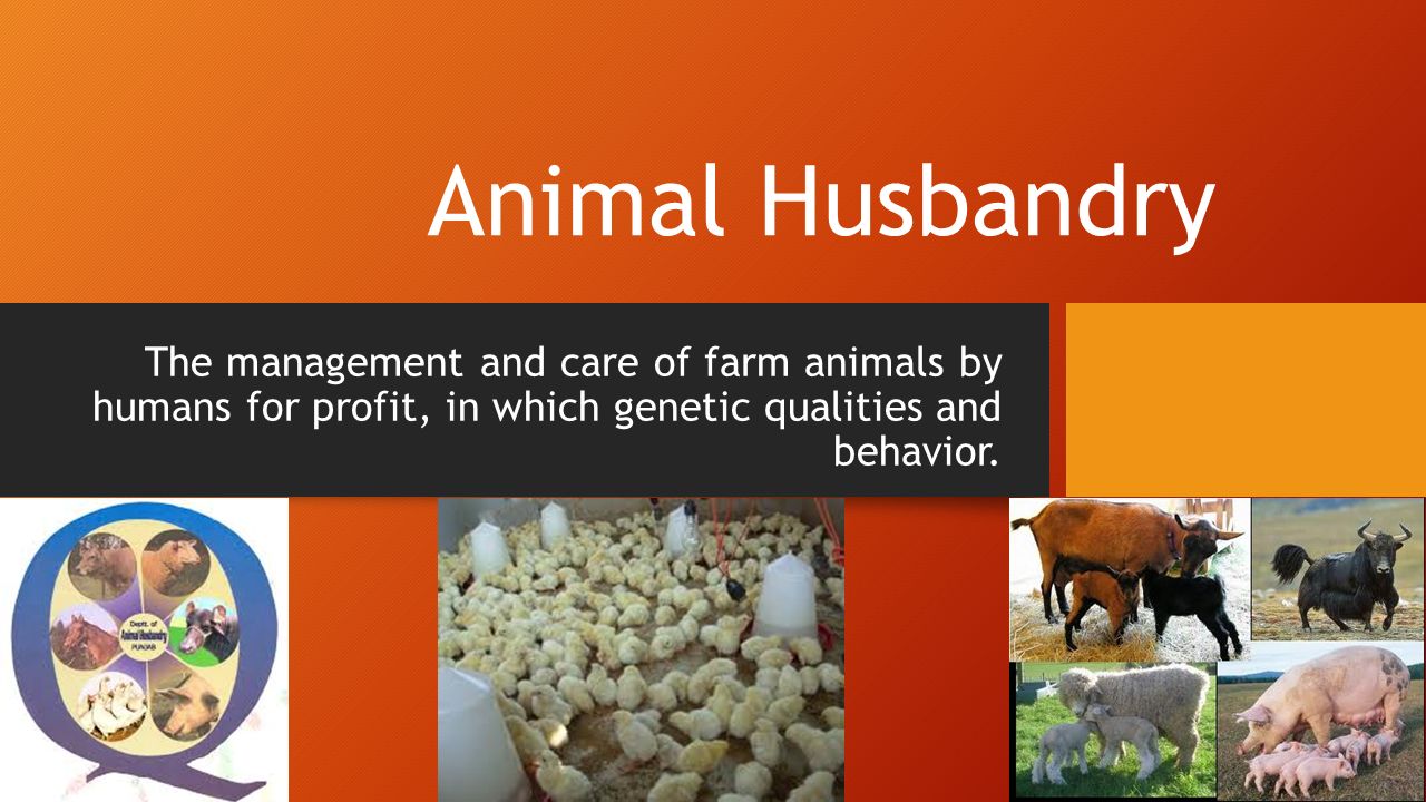 Animal Husbandry The management and care of farm animals by humans for  profit, in which genetic qualities and behavior. - ppt download