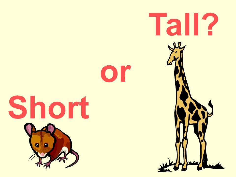 Short or Tall?. Short Tall Short Tall Short Tall ppt download