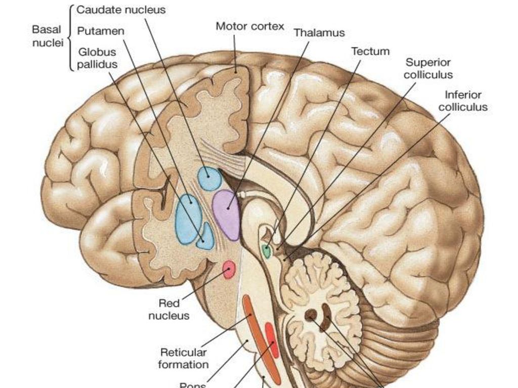 Что такое путамен 8 букв. Головной мозг анатомия. Tapetum анатомия мозг. Putamen ЦНС. Putamen анатомия.