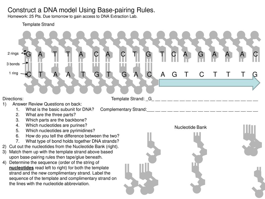 Construct a DNA model Using Base-pairing Rules. - ppt download Intended For Dna Base Pairing Worksheet Answers