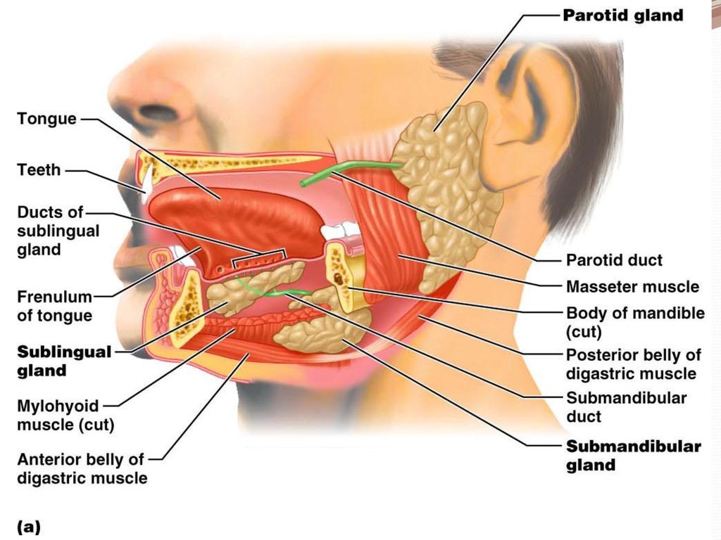 Болит рот форум. Проток околоушной железы анатомия. Анатомия протока поднижнечелюстной слюнной железы. Выводной проток околоушной железы. Выводной проток подчелюстной слюнной железы.