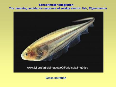 Glass knifefish Sensorimotor integration: The Jamming avoidance response of weakly electric fish, Eigenmannia www.jyi.org/articleimages/905/originals/img0.jpg.
