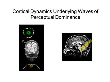 Cortical Dynamics Underlying Waves of Perceptual Dominance.