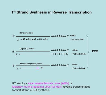 1 st Strand Synthesis in Reverse Transcription AAAAAAAA 3’ N6 TTT TTTTT 5’ 5’ 3’ Random primer Oligo(dT) primer Sequence specific primer 1 st strand cDNA.