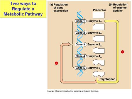 Two ways to Regulate a Metabolic Pathway