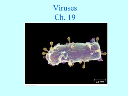 Viruses Ch. 19.