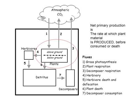 Net primary production is The rate at which plant material Is PRODUCED, before consumed or death Herbivores above ground Detritus Decomposers below ground.