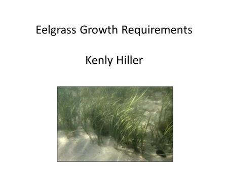 Eelgrass Growth Requirements Kenly Hiller. Eelgrass is important Supports variety of other organisms Affect sedimentation rates by modifying currents.