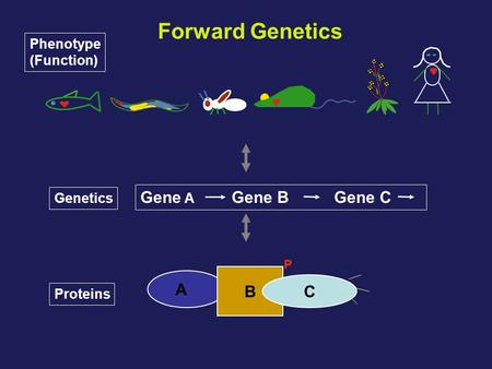 Forward Genetics Phenotype (Function) Genetics Gene A Gene B Gene C Proteins A B C P.