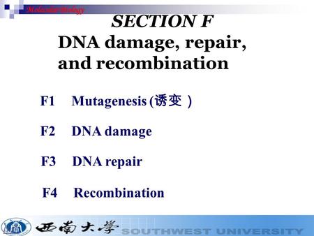 Molecular Biology SECTION F DNA damage, repair, and recombination link F1 Mutagenesis ( 诱变） F2DNA damage F3 DNA repair F4Recombination.