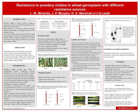 Resistance to powdery mildew in wheat germplasm with different resistance sources L. M. Miranda, J. P. Murphy, D. S. Marshall and S.Leath NC STATE UNIVERSITY.