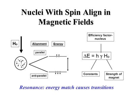 Nuclei With Spin Align in Magnetic Fields HoHo anti-parallel parallel Alignment Energy  E = h  H o Efficiency factor- nucleus ConstantsStrength of magnet.
