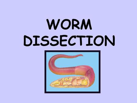 WORM DISSECTION.