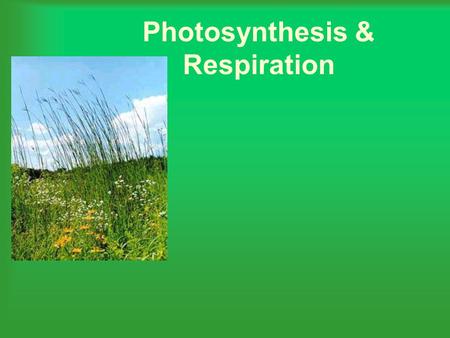 Photosynthesis & Respiration. What happens during photosynthesis? Plants “capture” light energy and use that energy to make glucose. Oxygen is also released.