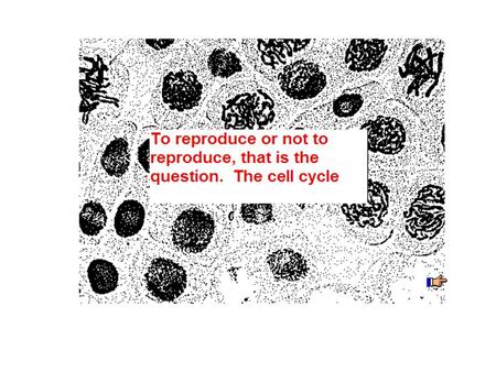 Cells must either reproduce or they die. Cells that can not reproduce and are destined to die are terminal cells (red blood, nerve cells, muscles cells.