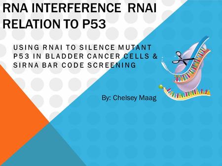 RNA INTERFERENCE RNAI RELATION TO P53 USING RNAI TO SILENCE MUTANT P53 IN BLADDER CANCER CELLS & SIRNA BAR CODE SCREENING By: Chelsey Maag.