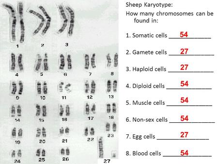 Sheep Karyotype: How many chromosomes can be found in: 1
