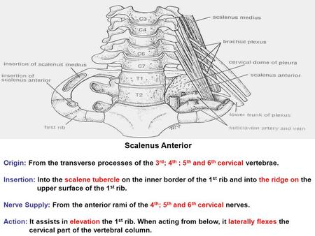Scalenus Anterior Origin: From the transverse processes of the 3rd; 4th ; 5th and 6th cervical vertebrae. Insertion: Into the scalene tubercle on the inner.