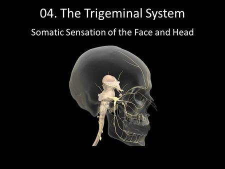 Somatic Sensation of the Face and Head