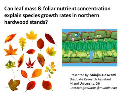 Can leaf mass & foliar nutrient concentration explain species growth rates in northern hardwood stands? Presented by: Shinjini Goswami Graduate Research.