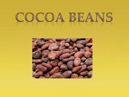 More than 3000 years ago the Olmecs, Mayans and Aztecs used cocoa for various purposes. The Olmecs were probably the first people who drank cocoa. The.