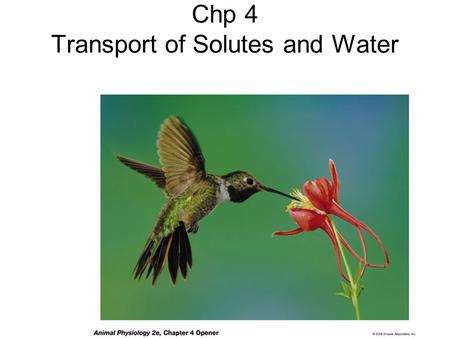 Chp 4 Transport of Solutes and Water. Review 1- The intracellular and extracellular fluids are similar in osmotic concentration but very different in.