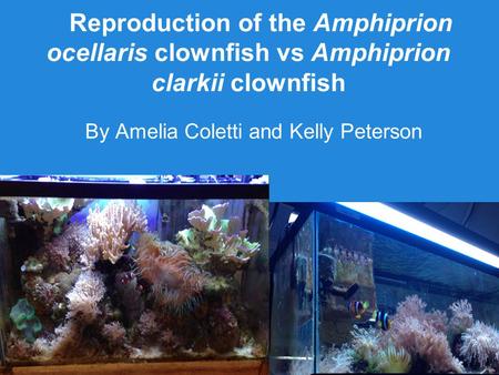 Reproduction of the Amphiprion ocellaris clownfish vs Amphiprion clarkii clownfish By Amelia Coletti and Kelly Peterson.