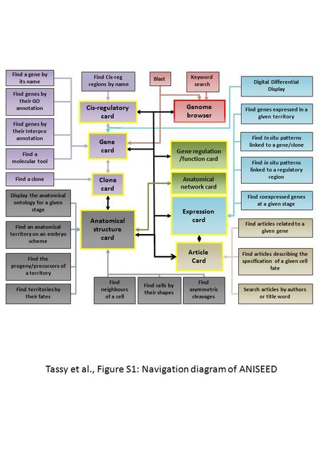 Gene regulation /function card Anatomical network card Tassy et al., Figure S1: Navigation diagram of ANISEED Anatomical structure card Expression card.