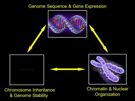 Genome Sequence & Gene Expression Chromatin & Nuclear Organization Chromosome Inheritance & Genome Stability.