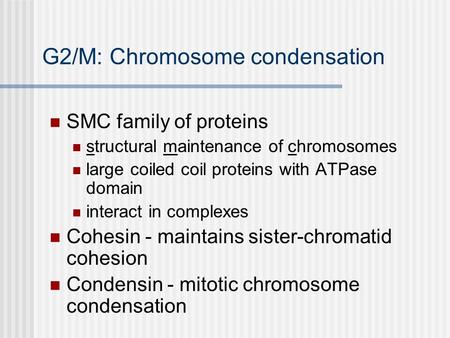 G2/M: Chromosome condensation SMC family of proteins structural maintenance of chromosomes large coiled coil proteins with ATPase domain interact in complexes.