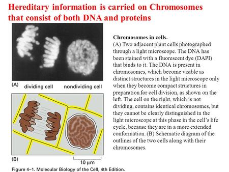 Hereditary information is carried on Chromosomes that consist of both DNA and proteins Chromosomes in cells. (A) Two adjacent plant cells photographed.