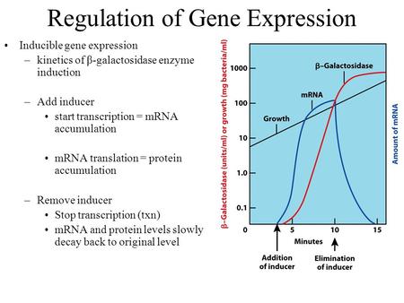 Regulation of Gene Expression Inducible gene expression –kinetics of β-galactosidase enzyme induction –Add inducer start transcription = mRNA accumulation.