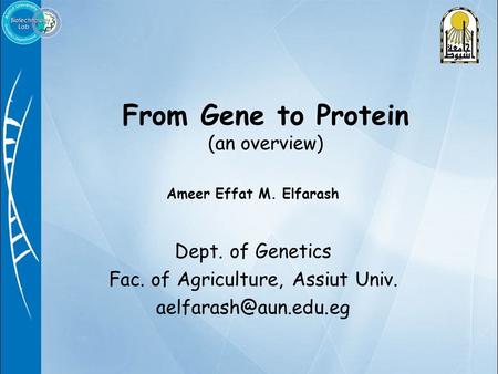 Ameer Effat M. Elfarash Dept. of Genetics Fac. of Agriculture, Assiut Univ. From Gene to Protein (an overview)