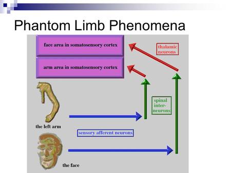 Phantom Limb Phenomena. Hand movement observation by individuals born without hands: phantom limb experience constrains visual limb perception. Funk M,