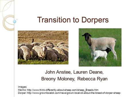 Transition to Dorpers John Anstee, Lauren Deane, Breony Moloney, Rebecca Ryan Images Merino: