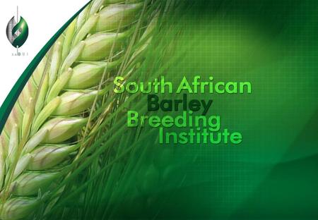 SABBI Barley Program ●SMART breeding (Selection with Markers and Advanced Reproductive Technologies) ●Conventional breeding ●Doubled haploid production.