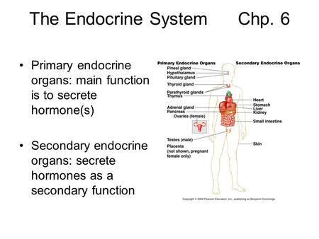 The Endocrine System Chp. 6 Primary endocrine organs: main function is to secrete hormone(s) Secondary endocrine organs: secrete hormones as a secondary.