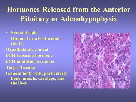Hormones Released from the Anterior Pituitary or Adenohypophysis Somatotrophs Human Growth Hormone (hGH) Hypothalamic control hGH releasing hormone hGH.