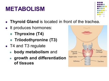 METABOLISM Thyroid Gland is located in front of the trachea. It produces hormones: Thyroxine (T4)‏ Triiodothyronine (T3)‏ T4 and T3 regulate body metabolism.