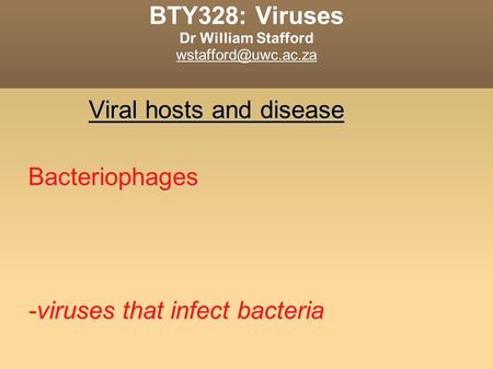 BTY328: Viruses Dr William Stafford Viral hosts and disease Bacteriophages -viruses that infect bacteria.