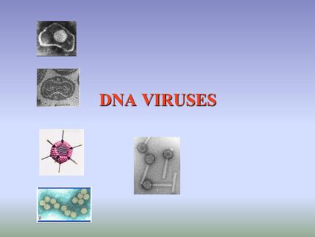 DNA VIRUSES. DNA (genome) replication strategies similar in all and similar to host ssDNA becomes dsDNA 5’ to 3’ synthesis; need for primer Variety of.