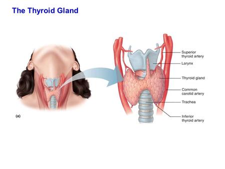 The Thyroid Gland. Figure 18.11a Largest endocrine glands in the body, Weighing ~ 20-25g. Functions early in life for the development of brain cells (forming.