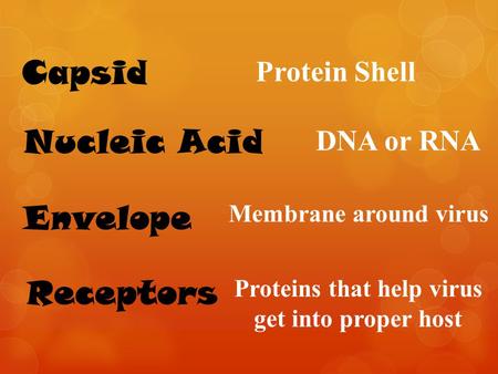 Protein Shell DNA or RNA Membrane around virus Proteins that help virus get into proper host.