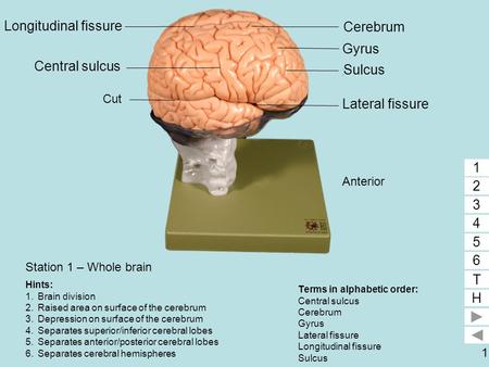 The Cerebrum - Lobes - Vasculature - TeachMeAnatomy