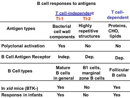 Response in infants Polyclonal activation B Cell types B cell responses to antigens In xid mice (BTK-) Antigen types B Cell Antigen Receptor TI-2TI-1 Mature.